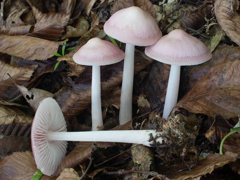 Mycena rosea Mycena rosea
